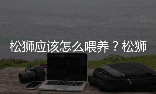 松狮应该怎么喂养？松狮多少钱一只？